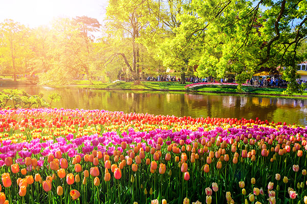Floriade 2022, Keukenhof & Amsterdam Colourful Tulip Route