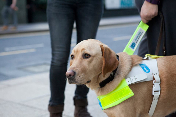 Guide Dog Experience at National Centre
