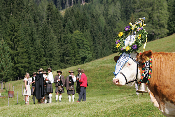 High Alps Explorer plus Traditional Driving down of the Cattle Festival