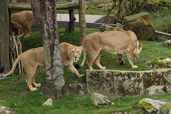London Zoo