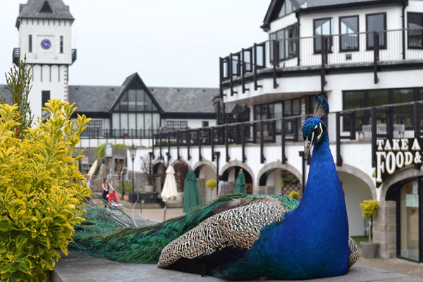 Trago Mills - Pensioner's Day (15% Discount)