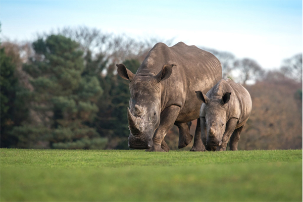West Midland Safari Park